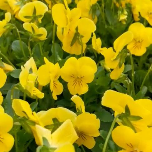 Viola cornuta 'Penny Yellow' ~ Penny™ Yellow Viola-ServeScape