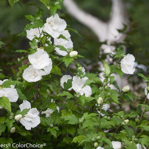 Hibiscus syriacus 'Notwoodtwo' ~ White Chiffon® Rose of Sharon-ServeScape