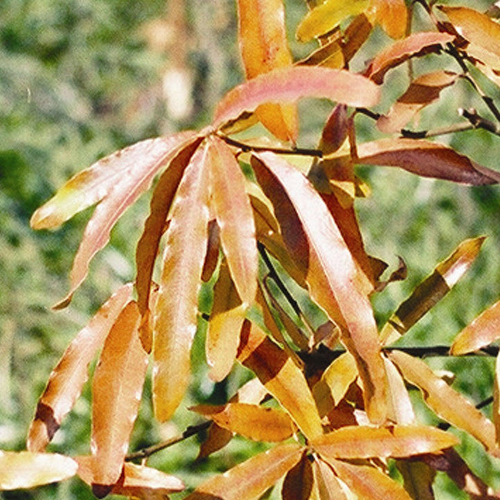 Quercus phellos ‘QPMTF’ ~ Wynstar® Willow Oak-ServeScape