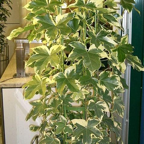 Angyo Tree Ivy | Variegated Tree Ivy (Fatshedera ‘Angyo Star’) – CAJMIL
