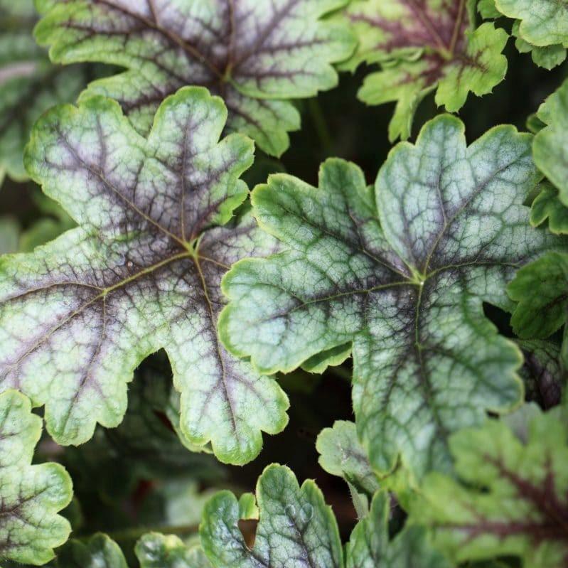 x Heucherella ‘Tapestry’ ~ Tapestry Foamy Bells - Delivered By ServeScape
