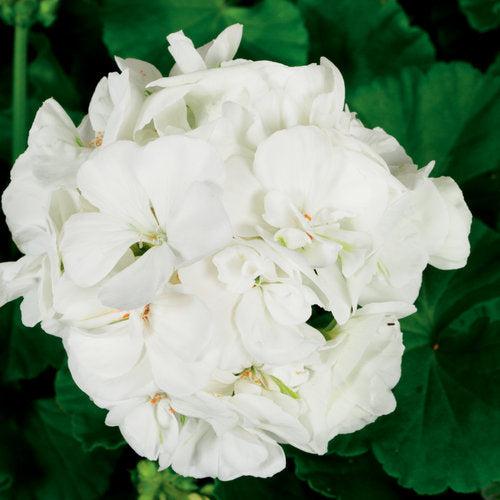 Pelargonium zonal 'Americana White' ~ Americana® White Zonal Geranium-ServeScape